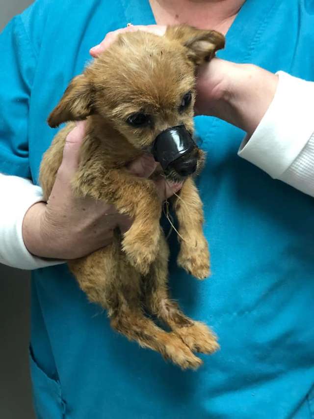 Man Saves a Puppy Whose Mouth Was Taped Shut