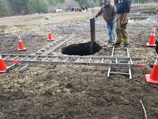 Horse Swallowed Got Stuck In A Sinkhole Is Happy After Being Rescued