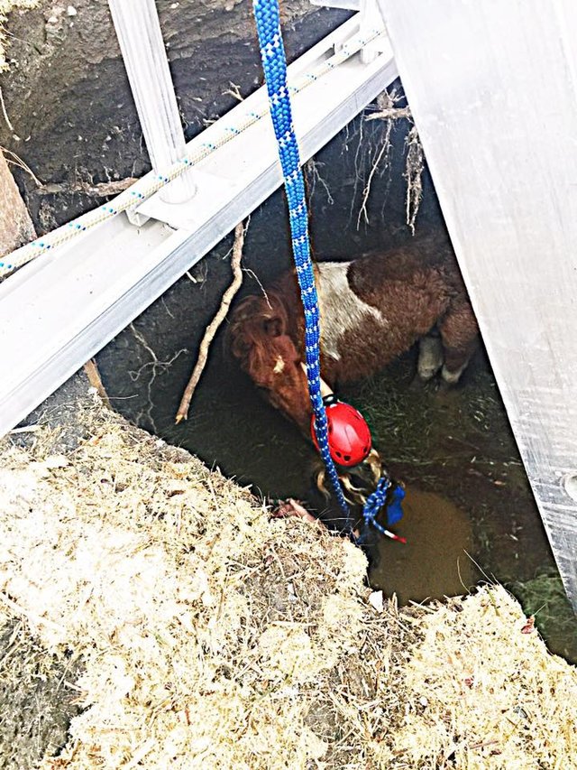 Horse Swallowed Got Stuck In A Sinkhole Is Happy After Being Rescued