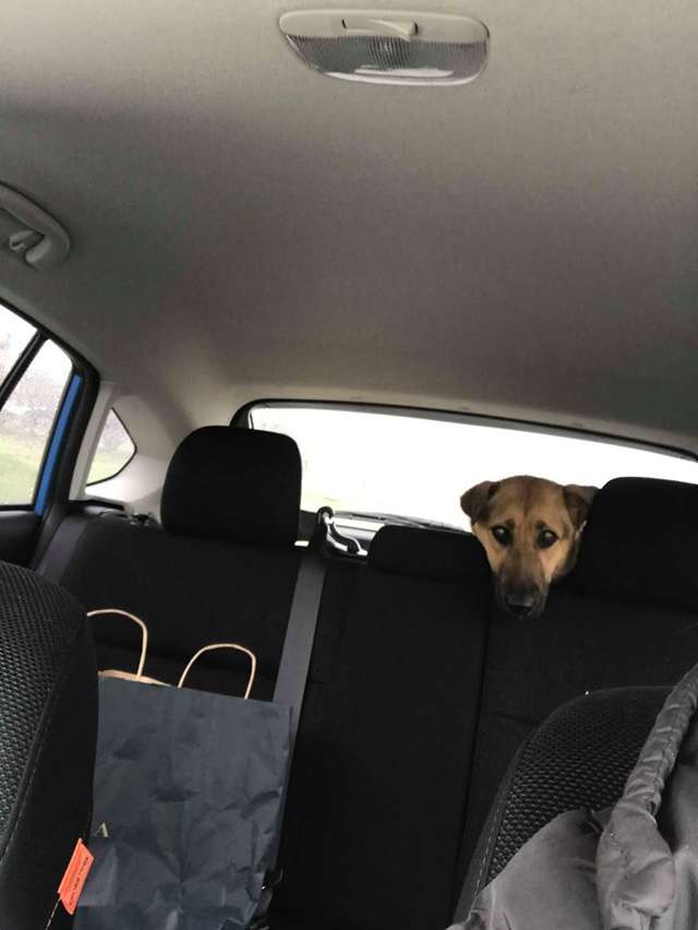 Woman Sees A Stray Dog With Heavy Chain Around Her Neck On Highway and Stops Her Car to Rescue Her