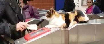 Shawarma; The Street Cat greets hundreds of train commuters daily