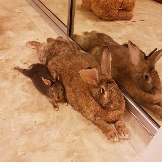 Tiny Dwarf Rabbit Falls For Girl Bunny 4x His Size