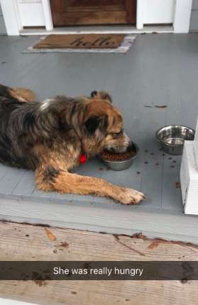 Lost Dog Suddenly Shows up at a Person's Home, So he gave her a Great Day
