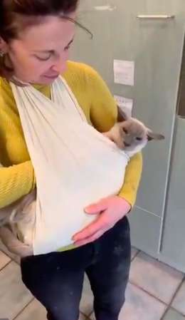 Family Makes A Special Sling For Senior Cat To Pet Him At All Times