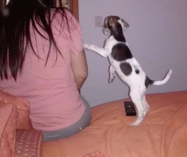 Cyclist Spots An Abandoned and Helpless Puppy On A Far Away Dirt Road