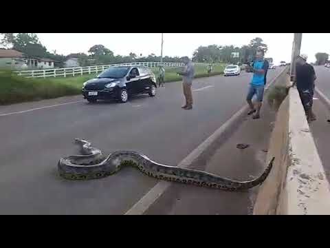 People Stop The Traffic So An Enormous Anaconda Can Safely Cross The Road