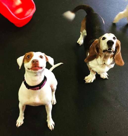 Mom plans a play date for her sad dog with her best friends
