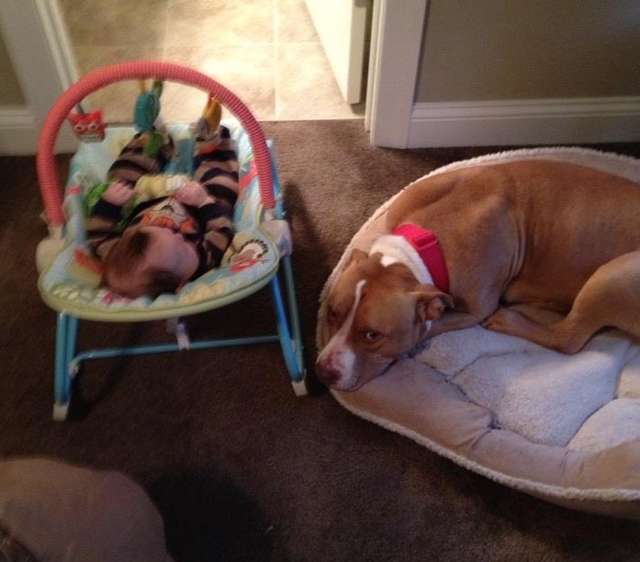 Little Boy Gets The Best Surprise After His Beloved Dog Passes Away