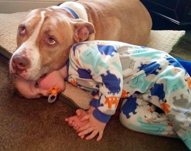 Little Boy Gets The Best Surprise After His Beloved Dog Passes Away