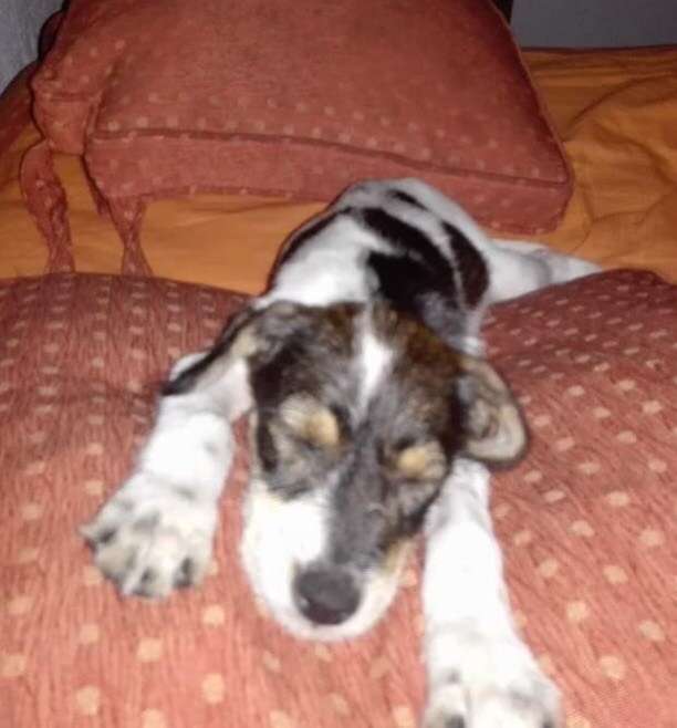 Cyclist Spots An Abandoned and Helpless Puppy On A Far Away Dirt Road