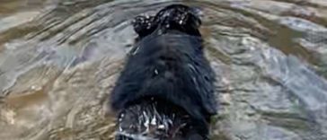 Man Saves A Drowning Bear By Leaping Into the Freezing River