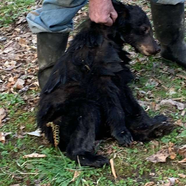 Man Saves A Drowning Bear By Leaping Into the Freezing River