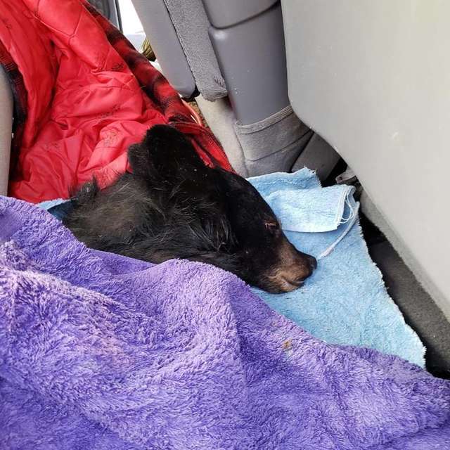 Man Saves A Drowning Bear By Leaping Into the Freezing River
