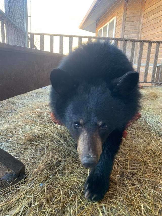 Man Saves A Drowning Bear By Leaping Into the Freezing River