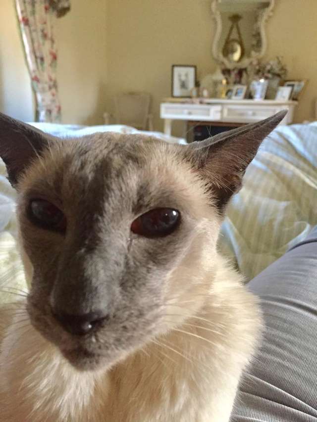 Family Makes A Special Sling For Senior Cat To Pet Him At All Times