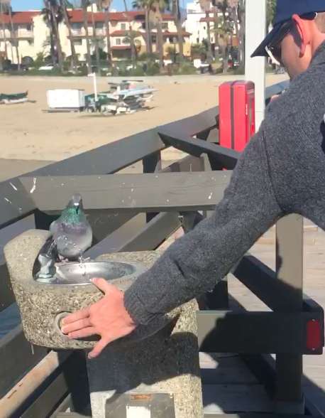 A Nice Man Stops After Realizing A Pigeon Is Trying To Tell Him Something
