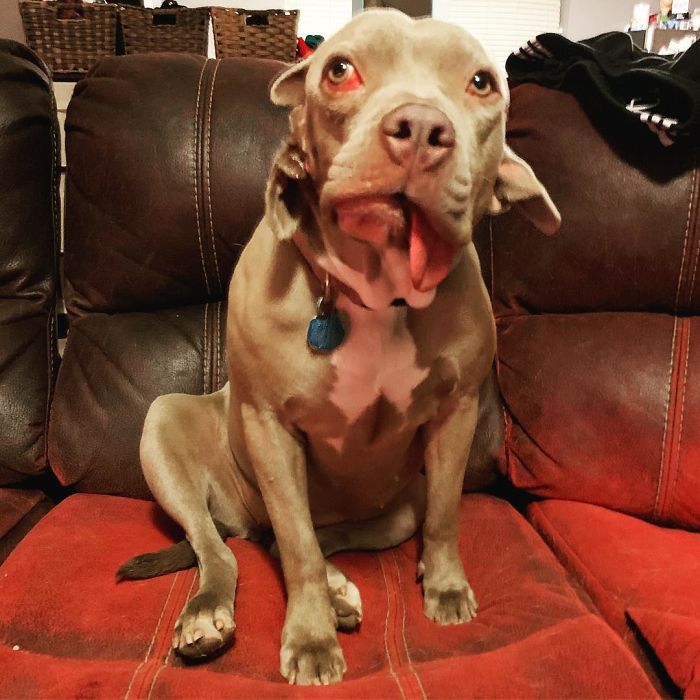 Woman Adopts Stray Dog With 2 Mouths, One Mouth is in place of the ear