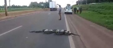 People Stop The Traffic So An Enormous Anaconda Can Safely Cross The Road