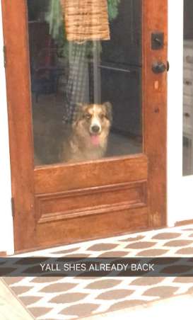 Lost Dog Suddenly Shows up at a Person's Home, So he gave her a Great Day