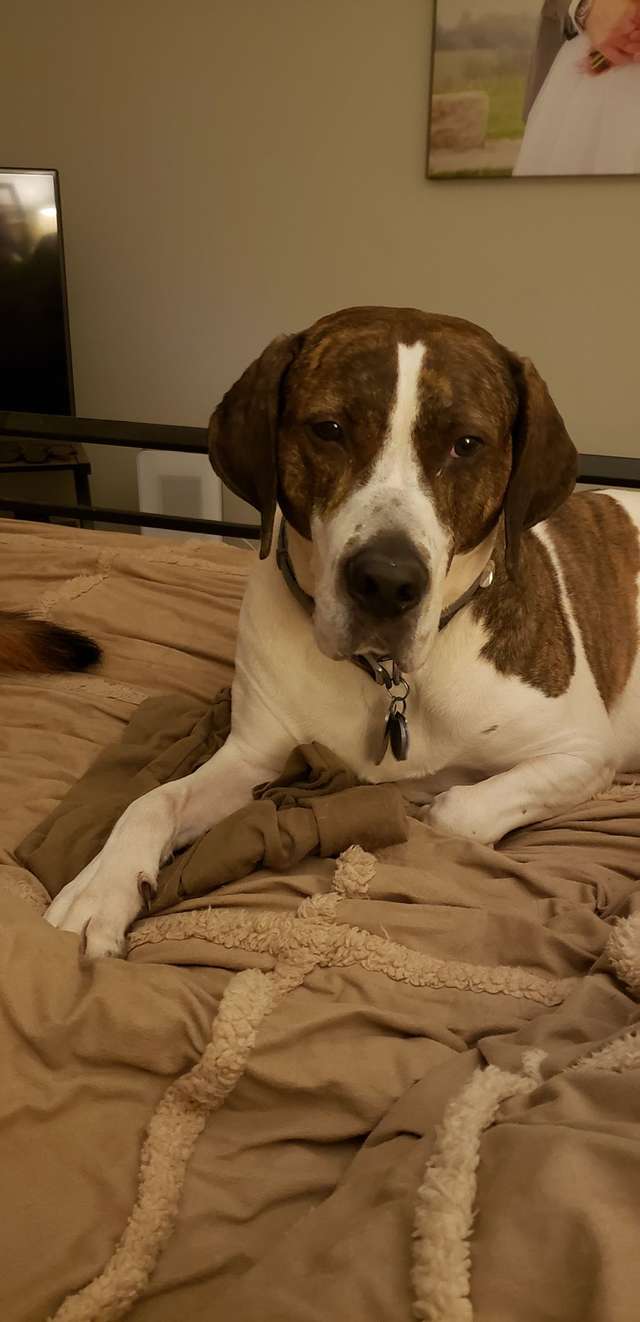 Soldier From Overseas Sends His Dog A Sweetest Gift Back Home