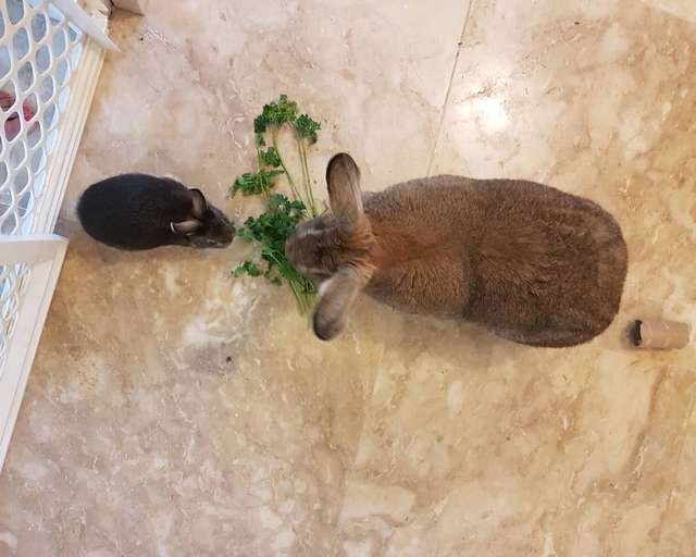 Tiny Dwarf Rabbit Falls For Girl Bunny 4x His Size