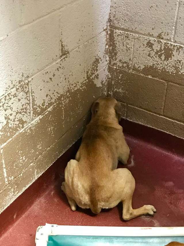 Scared Shelter Dog That Wouldn't Leave Her Corner Is Finally Learning That She is Safe