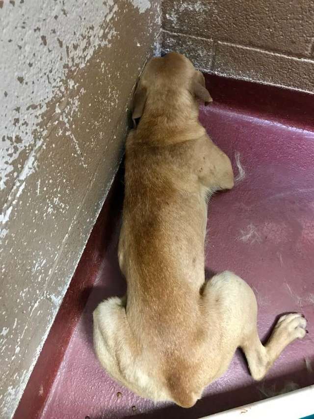 Scared Shelter Dog That Wouldn't Leave Her Corner Is Finally Learning ...