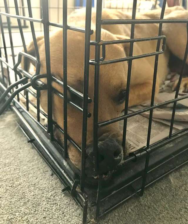 Scared Shelter Dog That Wouldn't Leave Her Corner Is Finally Learning That She is Safe