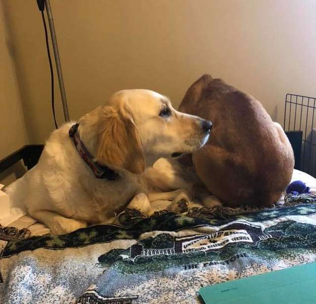 Scared Shelter Dog That Wouldn't Leave Her Corner Is Finally Learning That She is Safe