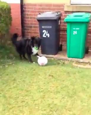 Scottish Dog Insists On Soccer Match With Postman Before His Delivery