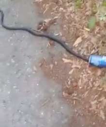 Woman rescues a snake trapped in a beer can at the side of a road