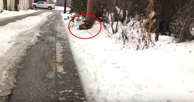 Stray Dog found Cold, Shivering and in Pain has a happy ending