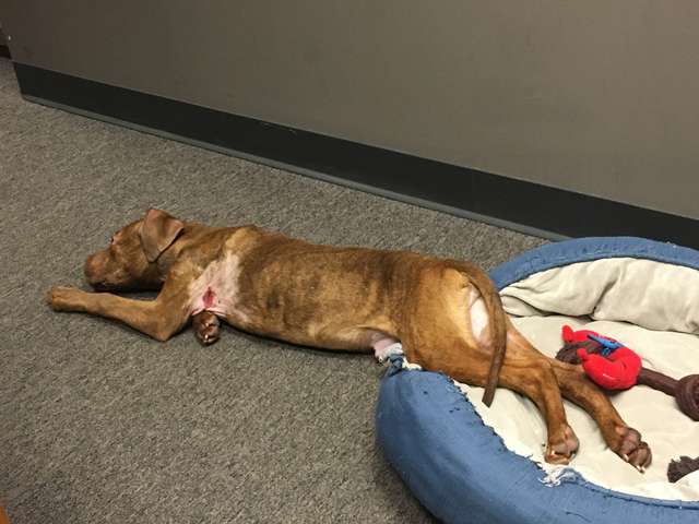 Stray Dog found Cold, Shivering and in Pain has a happy ending