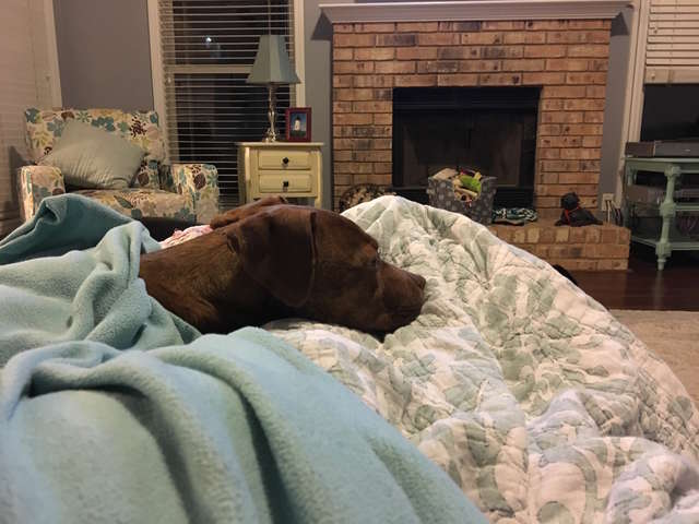 Stray Dog found Cold, Shivering and in Pain has a happy ending