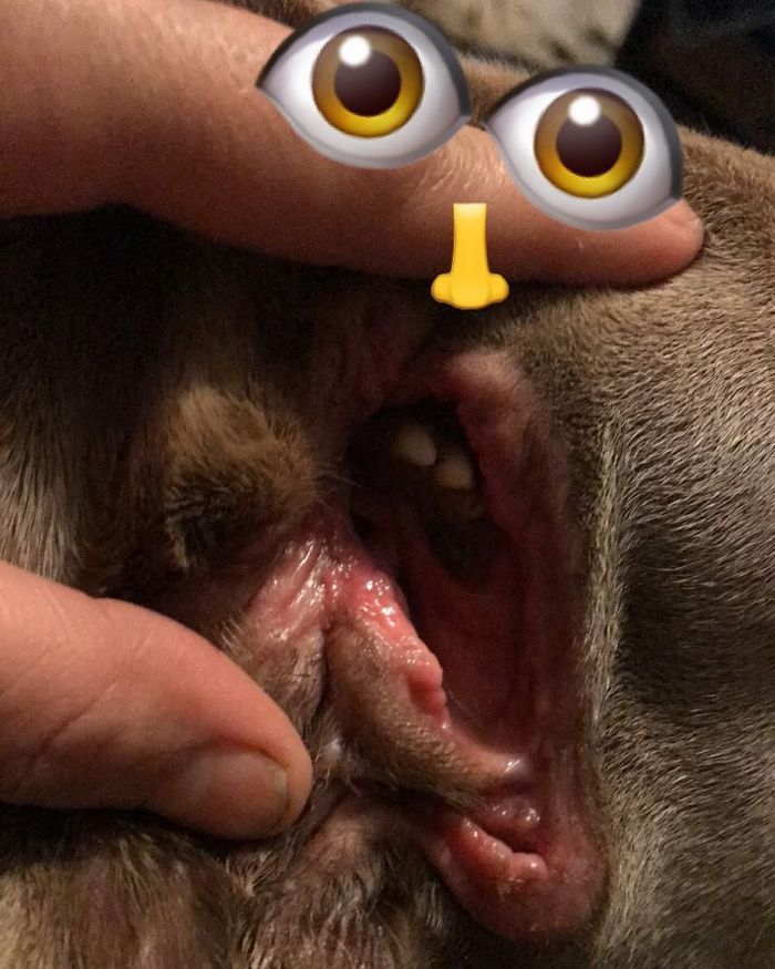 Woman Adopts Stray Dog With 2 Mouths, One Mouth is in place of the ear