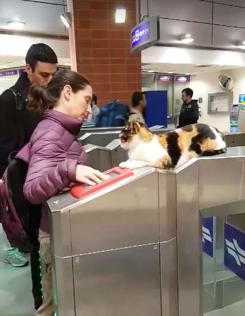 Shawarma; The Street Cat greets hundreds of train commuters daily