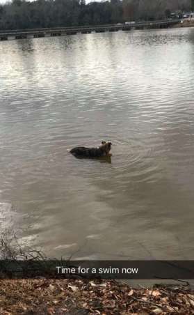 Lost Dog Suddenly Shows up at a Person's Home, So he gave her a Great Day