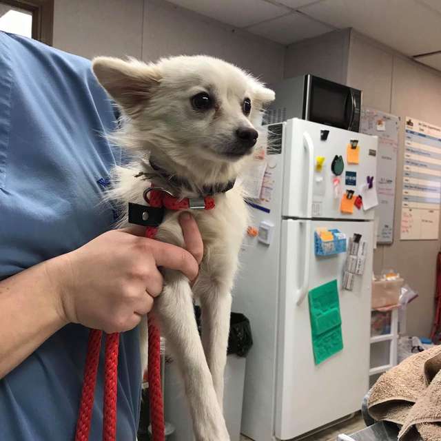 A Good Man Walking In The Woods Hears Cries of a Puppy From Inside Manhole