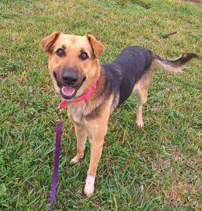 Woman Sees A Stray Dog With Heavy Chain Around Her Neck On Highway and Stops Her Car to Rescue Her