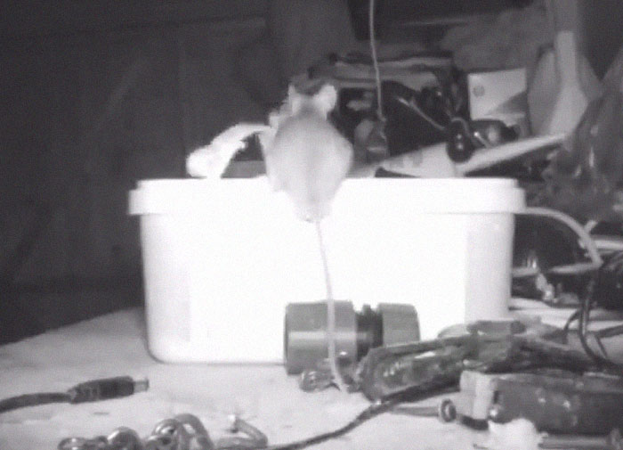 Pensioner Thought He Was Going Mad Until He Catches A Mouse That Kept Cleaning His Shed On A Trail Cam