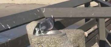 A Nice Man Stops After Realizing A Pigeon Is Trying To Tell Him Something