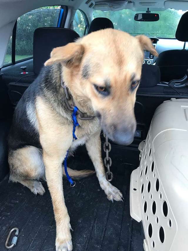 Woman Sees A Stray Dog With Heavy Chain Around Her Neck On Highway and Stops Her Car to Rescue Her