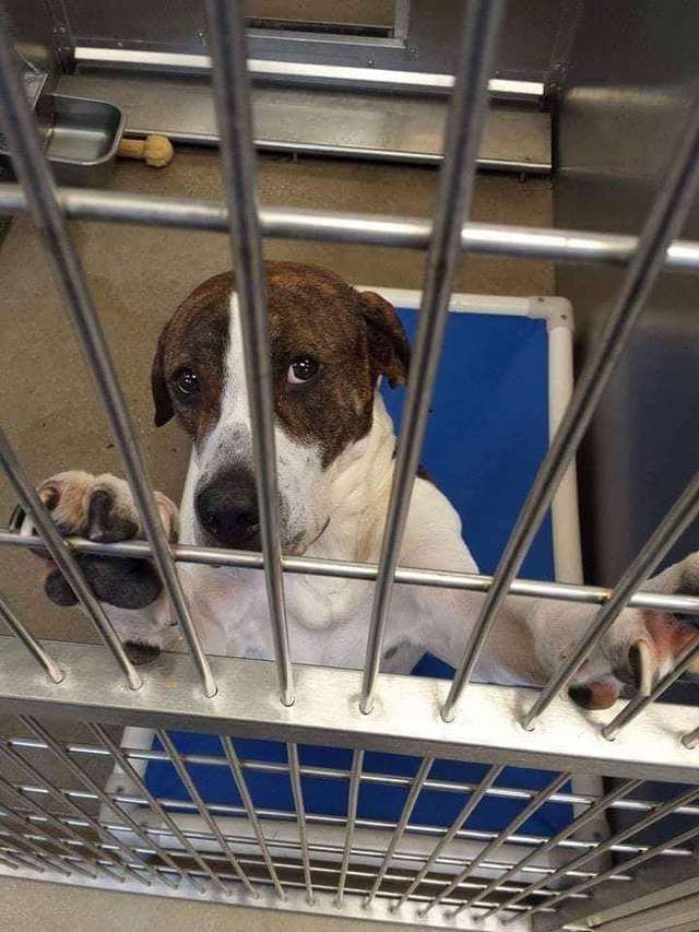 Soldier From Overseas Sends His Dog A Sweetest Gift Back Home