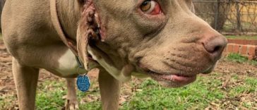 Woman Adopts Stray Dog With 2 Mouths, One Mouth is in place of the ear