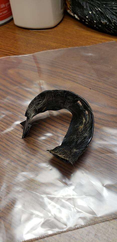 Man Saves a Puppy Whose Mouth Was Taped Shut