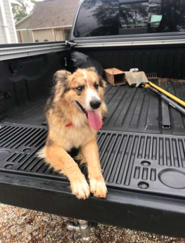 Lost Dog Suddenly Shows up at a Person's Home, So he gave her a Great Day