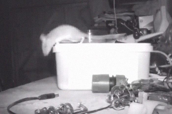 Pensioner Thought He Was Going Mad Until He Catches A Mouse That Kept Cleaning His Shed On A Trail Cam