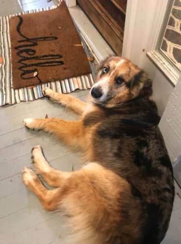 Lost Dog Suddenly Shows up at a Person's Home, So he gave her a Great Day