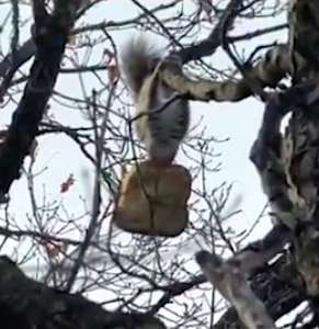 Wild Squirrel Spotted Struggling With A Stolen Big Loaf Of Bread