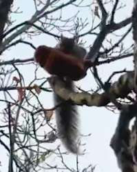 Wild Squirrel Spotted Struggling With A Stolen Big Loaf Of Bread